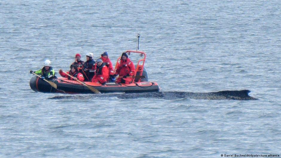 Germany news: Rescuers launch fresh whale rescue effort