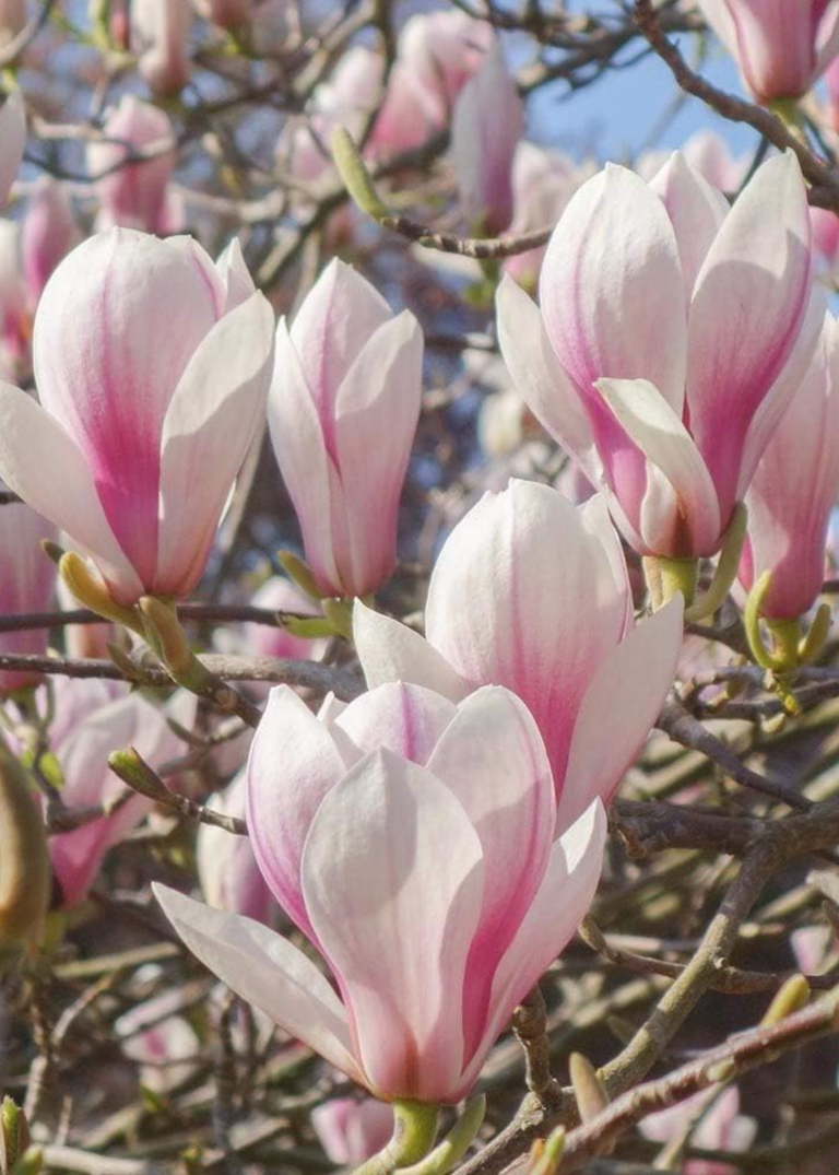 6 trees that might ruin your garden furniture in spring