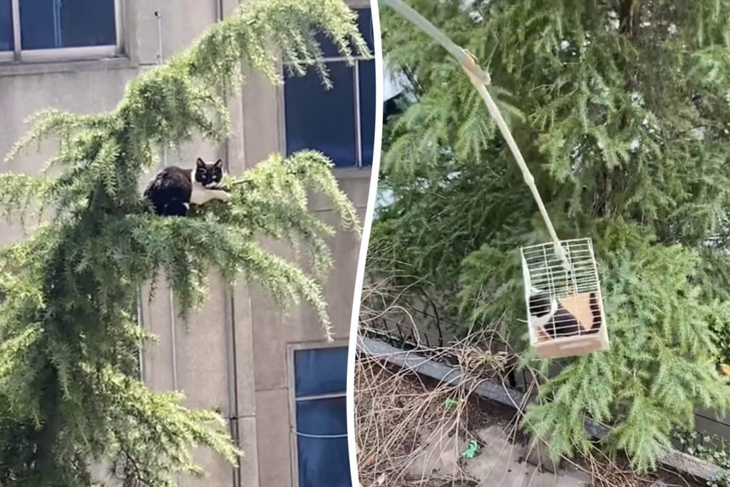 Cat rescued after being stranded in six-storey high tree
