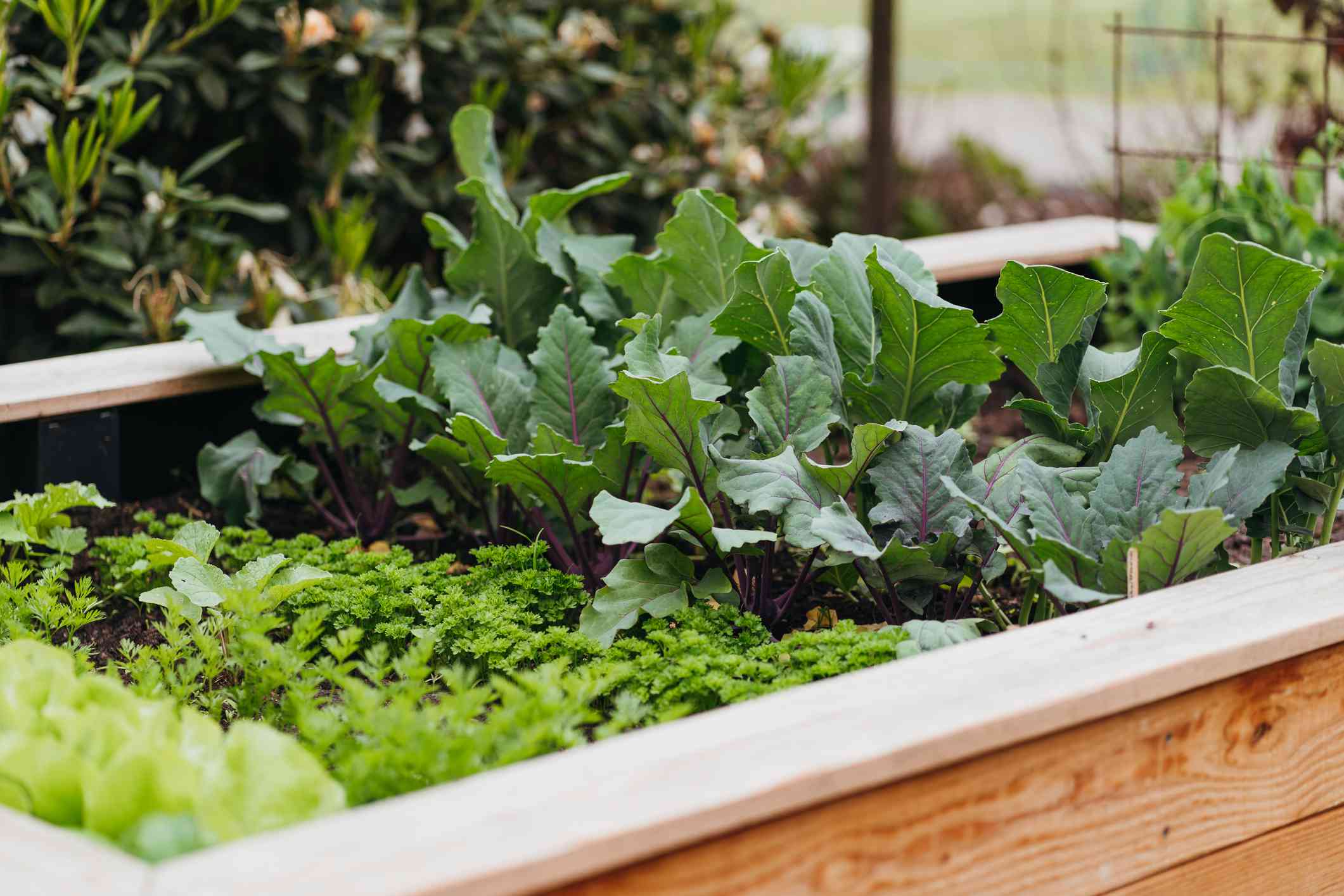 5 herb companion plants for healthier plants, from onions to tomatoes