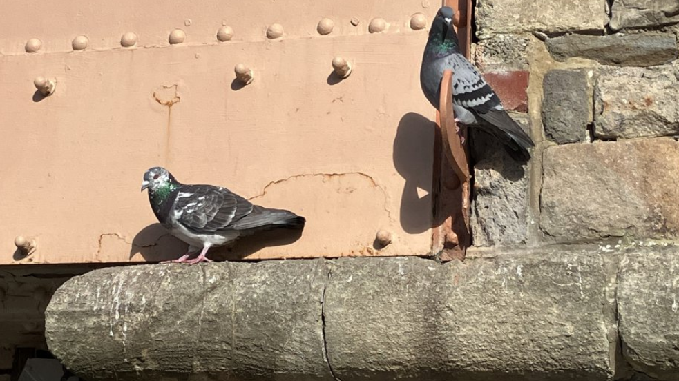 Bid to overturn town's pigeon feeding ban