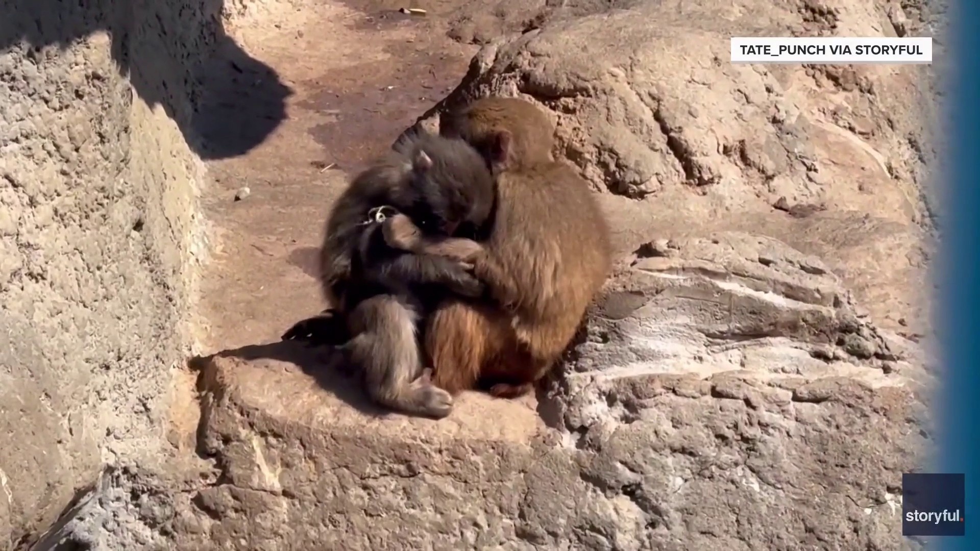 Punch the Monkey finds love at Japanese zoo<br>