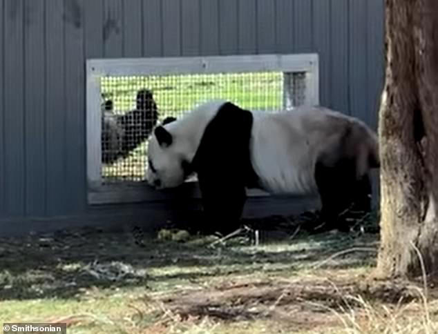 Pandas caught 'flirting' through a window in major milestone for the ...