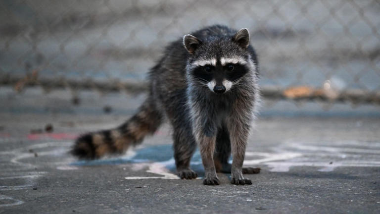 Metro Atlanta county confirms rabid animal encounter, urges residents ...