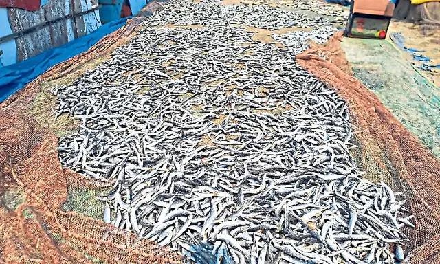 Dry fish traders in distress, shortage of quality fish hits traders in ...