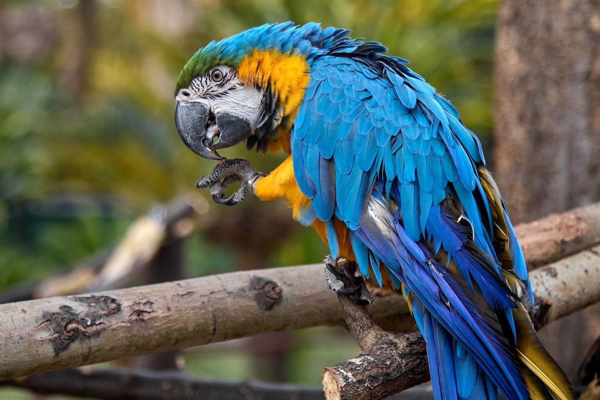 Little girl helps disabled parrot feel like she's flying and she's so ...