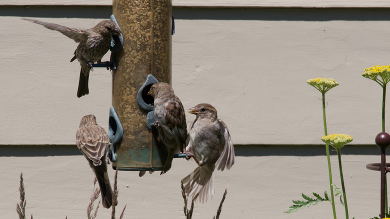 Attract birds with this easy-to-make planter and feeder combo