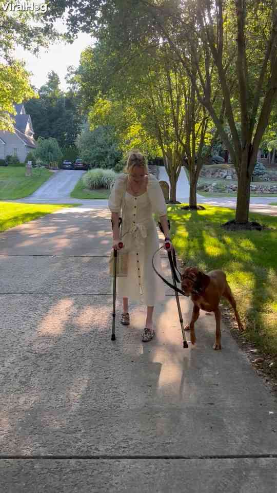 Service dog witnesses owner walk again
