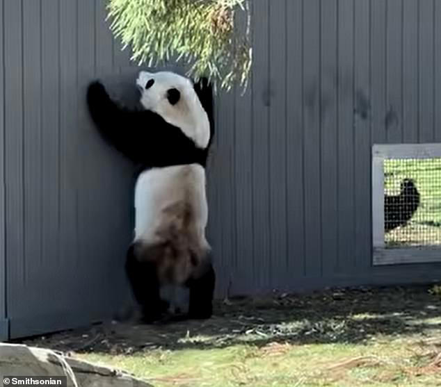 Pandas caught 'flirting' through a window in major milestone for the ...