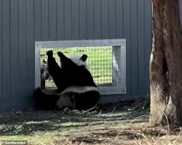 Pandas caught 'flirting' through a window in major milestone for the ...