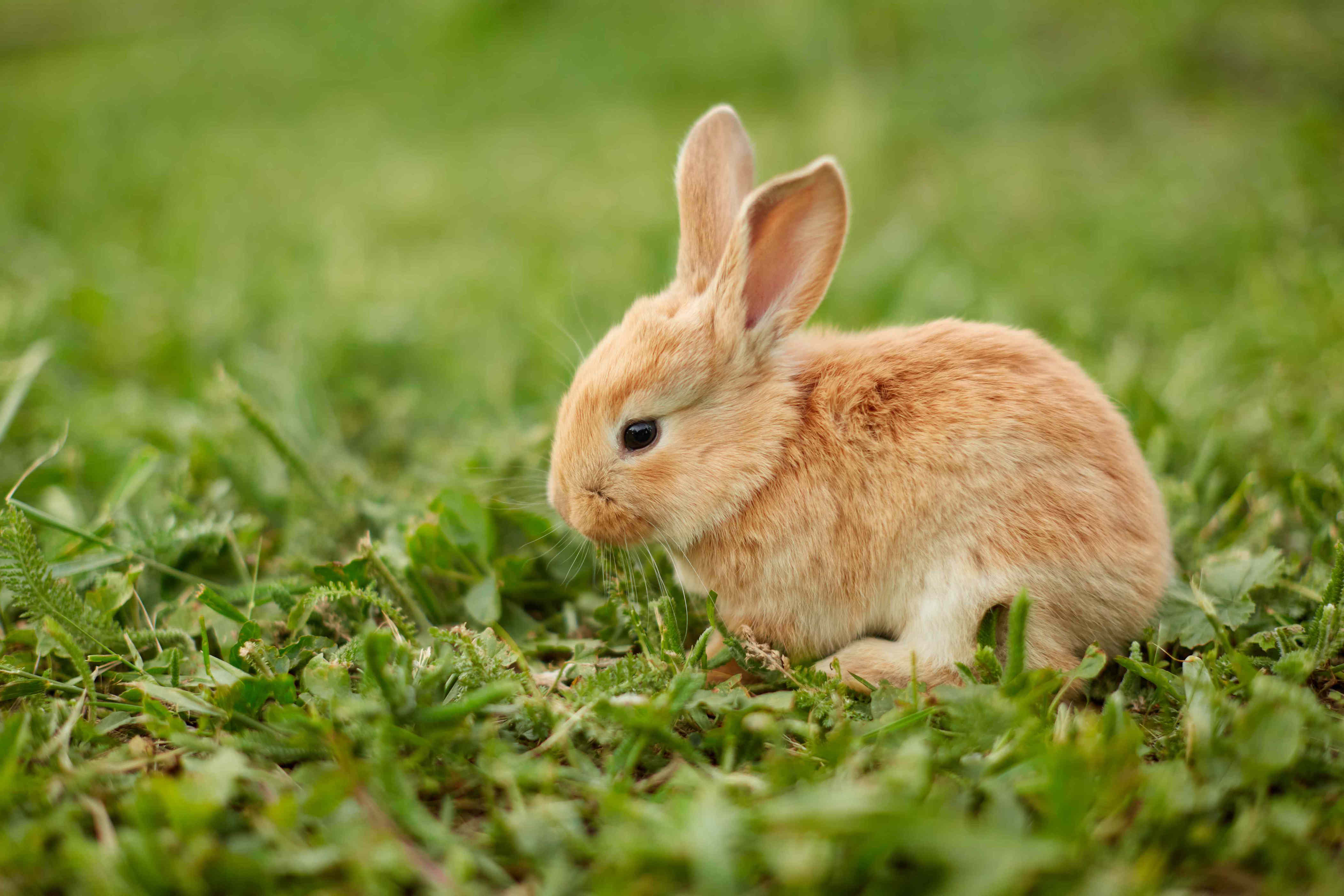 What to do if you find baby bunnies in your yard, according to wildlife ...