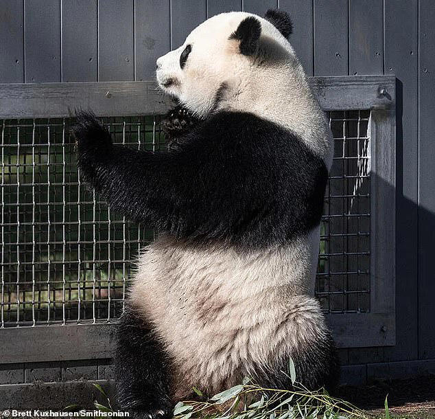 Pandas caught flirting through a window in major milestone for the ...