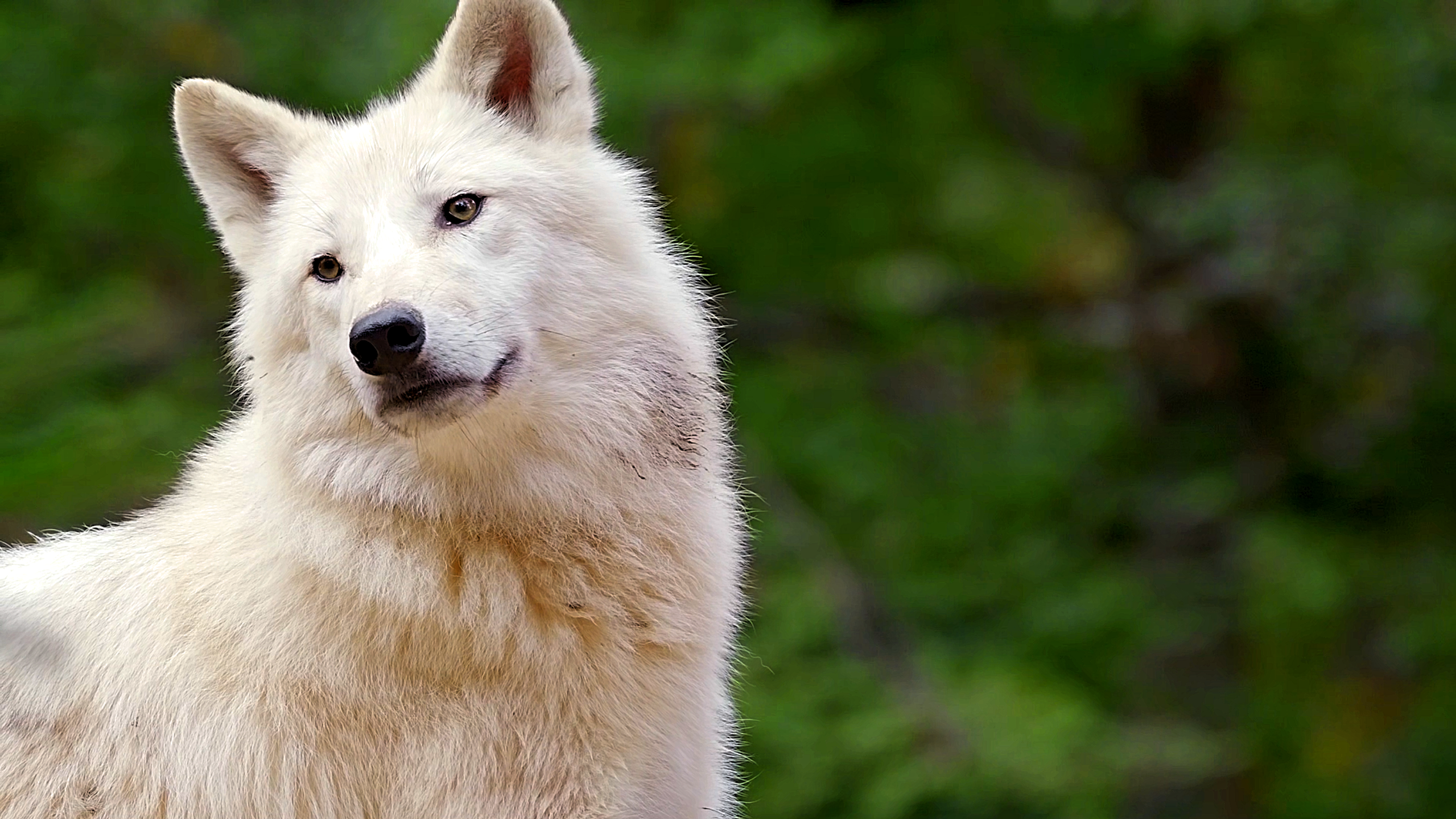 Watch what happens when a wolf is disturbed by an insect