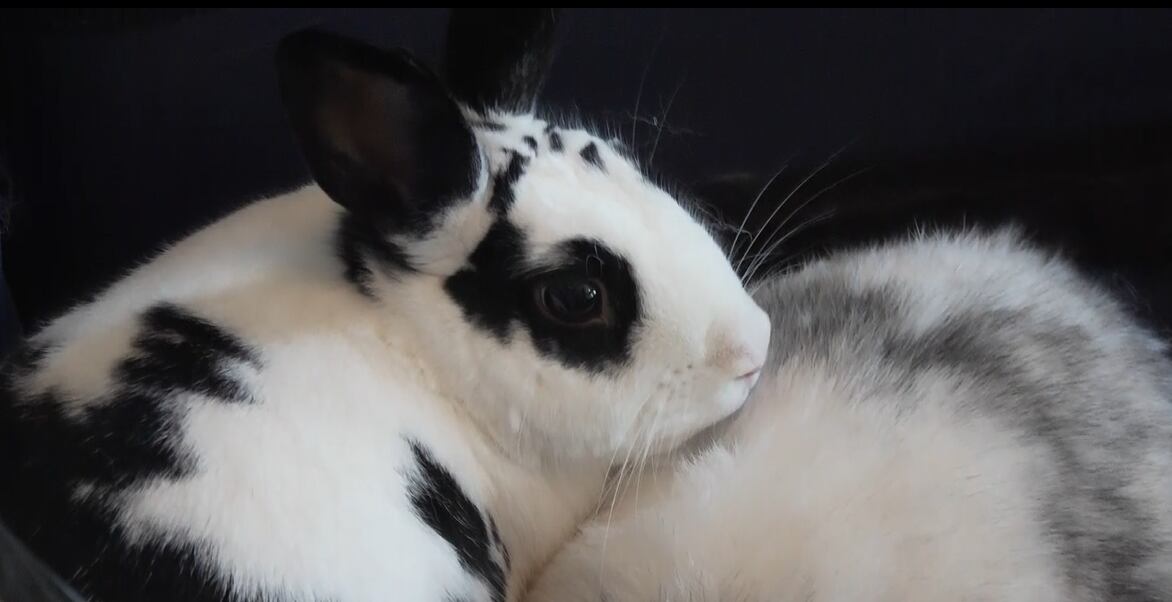 Animal advocates share what it takes to care for a rabbit