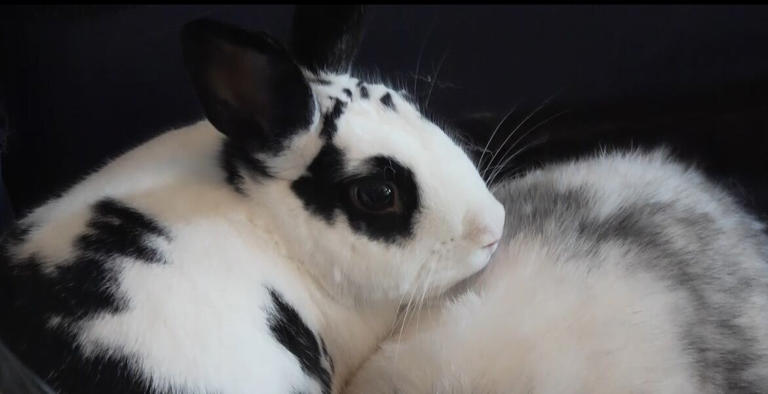 Animal advocates share what it takes to care for a rabbit