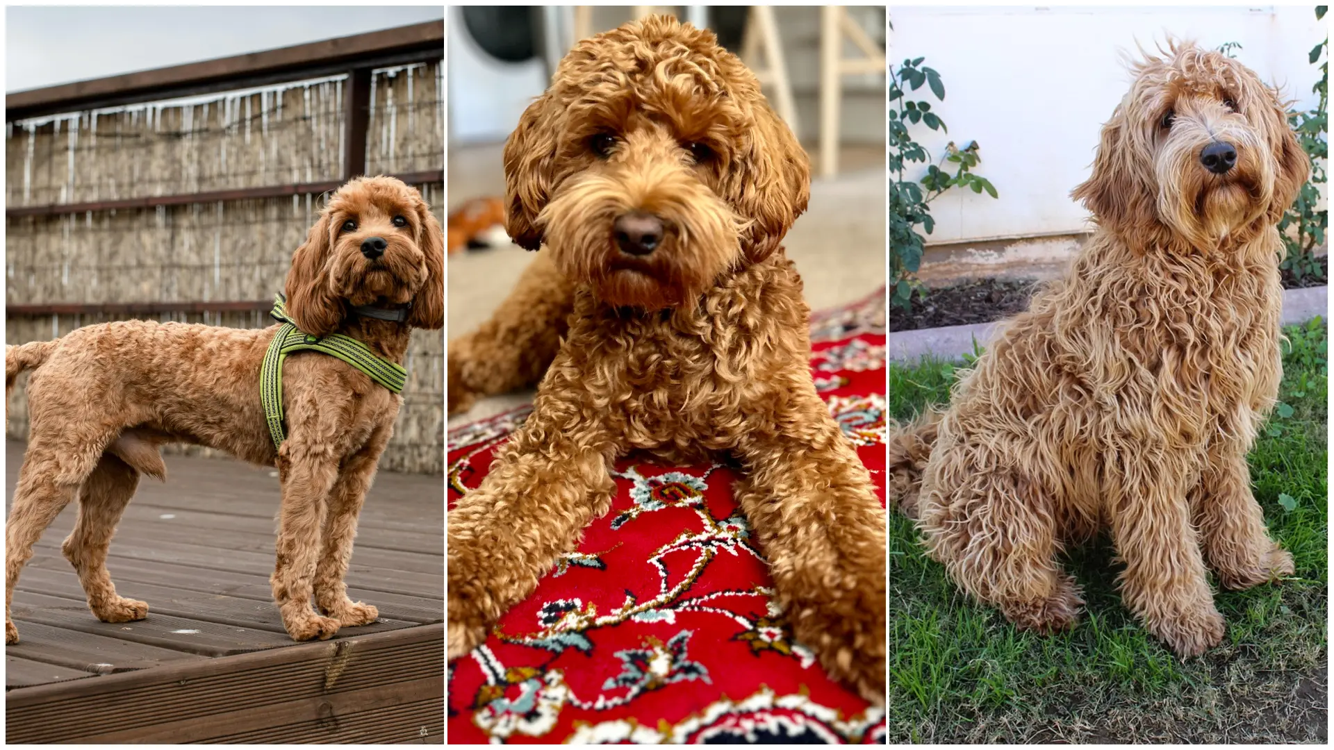 Razas de diseño con cruces de caniche: un estudio cuestiona su supuesta ...