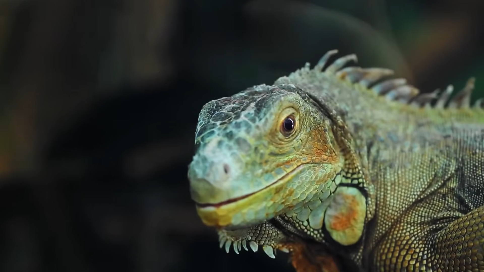 Archosaurs of the Triassic - when early reptiles ruled a world of ...