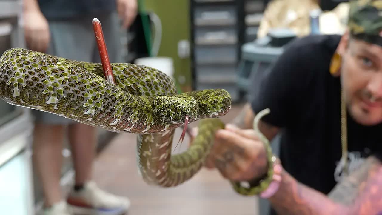 A rare viper becomes ink - and the detail is impossible to ignore