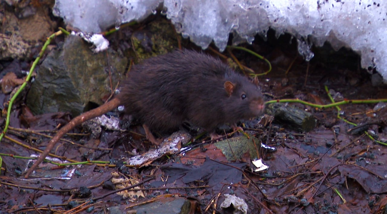 Does Halifax need a 'rat czar'?
