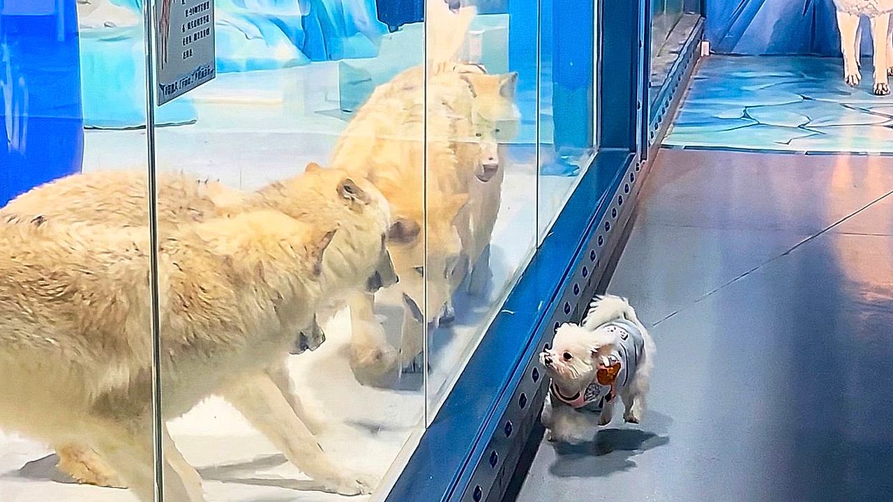 Adorable dog plays with curious arctic wolves in China wildlife park