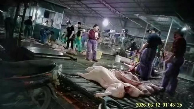 Vụ 300 tấn lợn bệnh tiêu thụ tại trường học, chợ đầu mối: Xem xét trách nhiệm cán bộ liên quan ra sao?