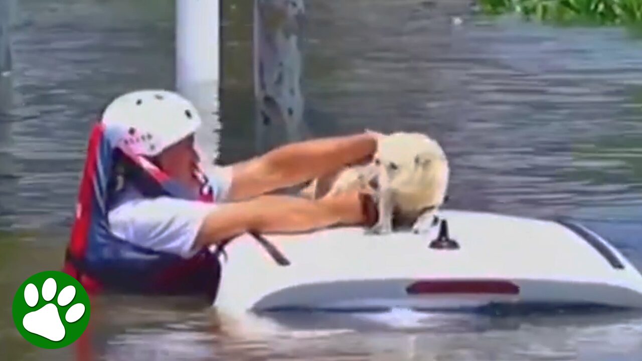 Stranded dog saved from rising floodwaters