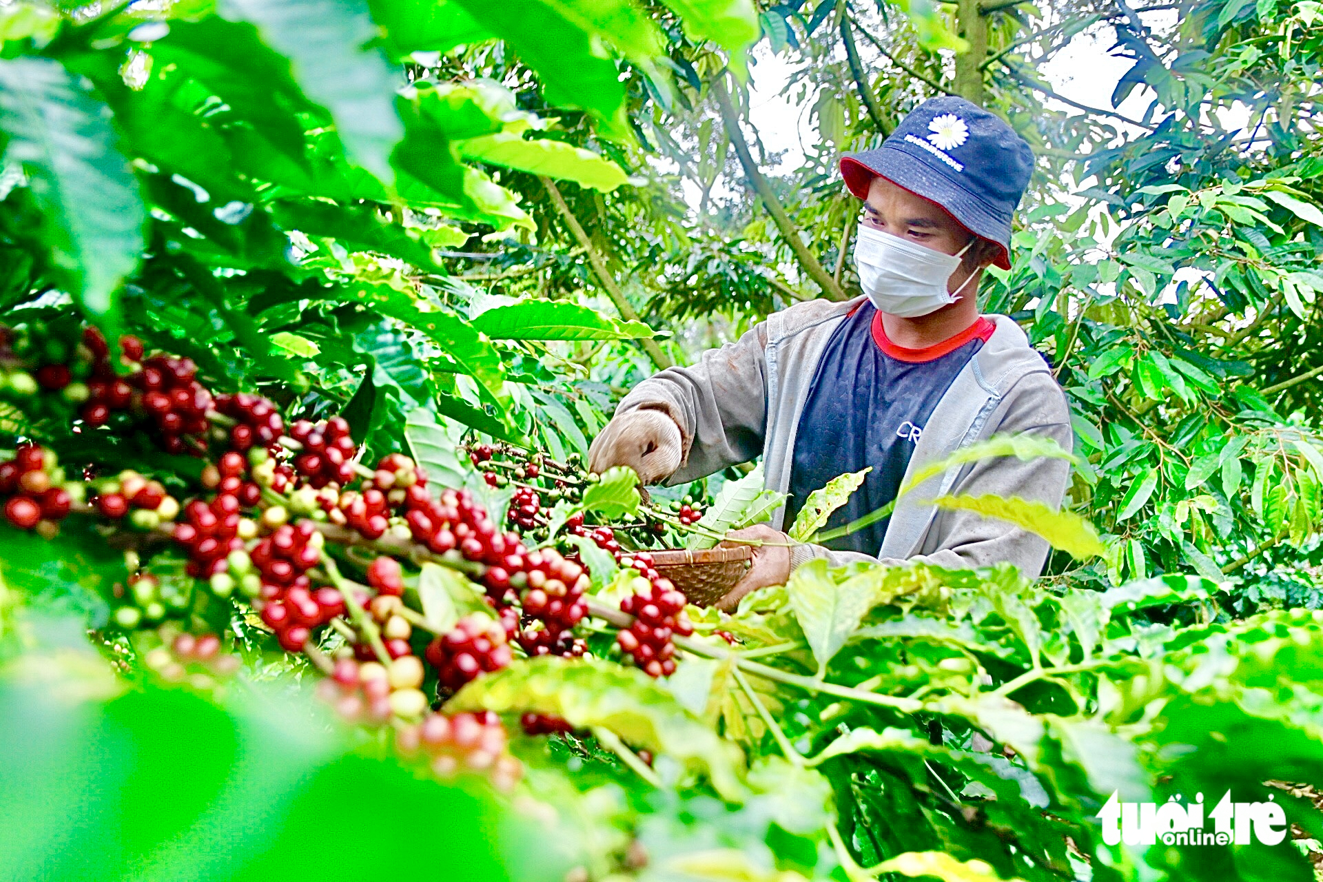 Định nghĩa lại cà phê Robusta Việt Nam, chuyển từ bán sản lượng sang bán giá trị