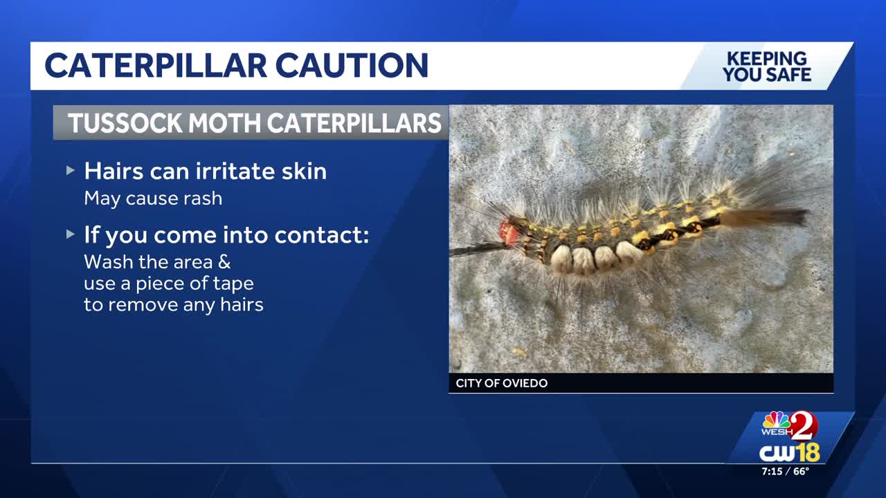 Skin-irritating tussock moth caterpillars return to Central Florida