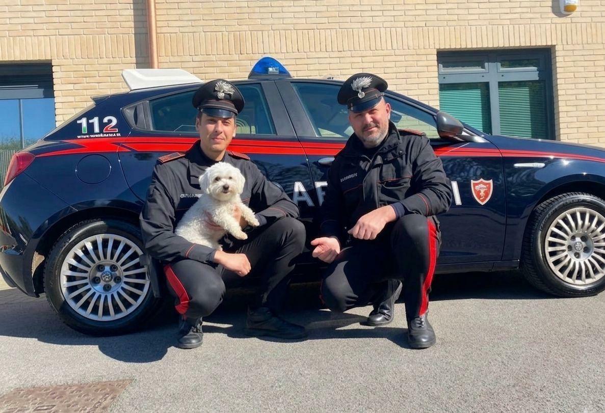 Cane si perde e vaga in strada in mezzo alle auto, salvato dai carabinieri