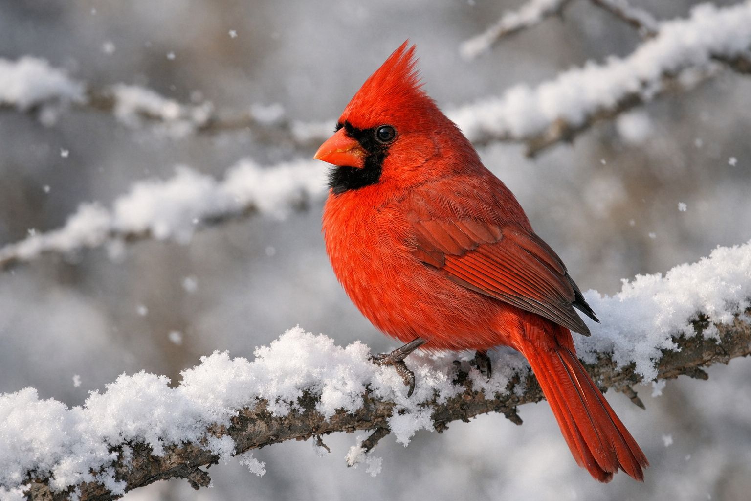 Le mystère du cardinal rouge : que signifie l’apparition de cet oiseau ...