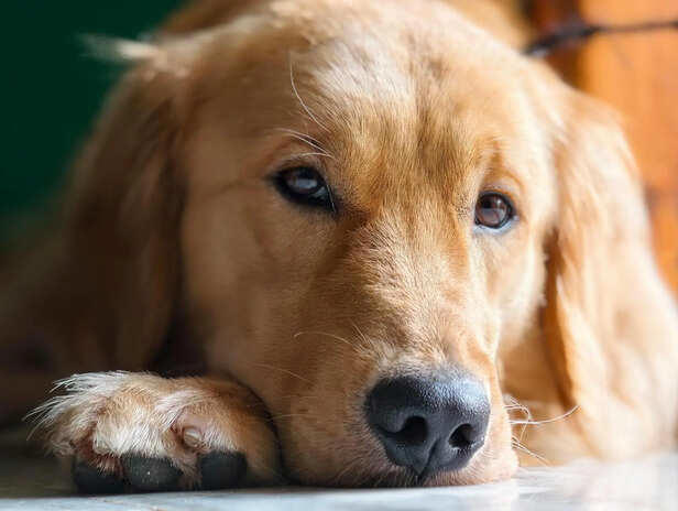 Dog body language: What your pet is saying
