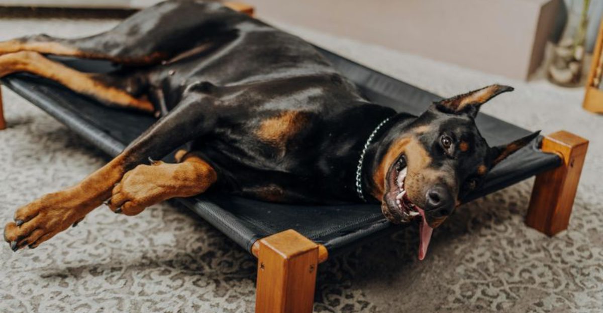 A breed can be loyal, loving, and still difficult to manage well ...