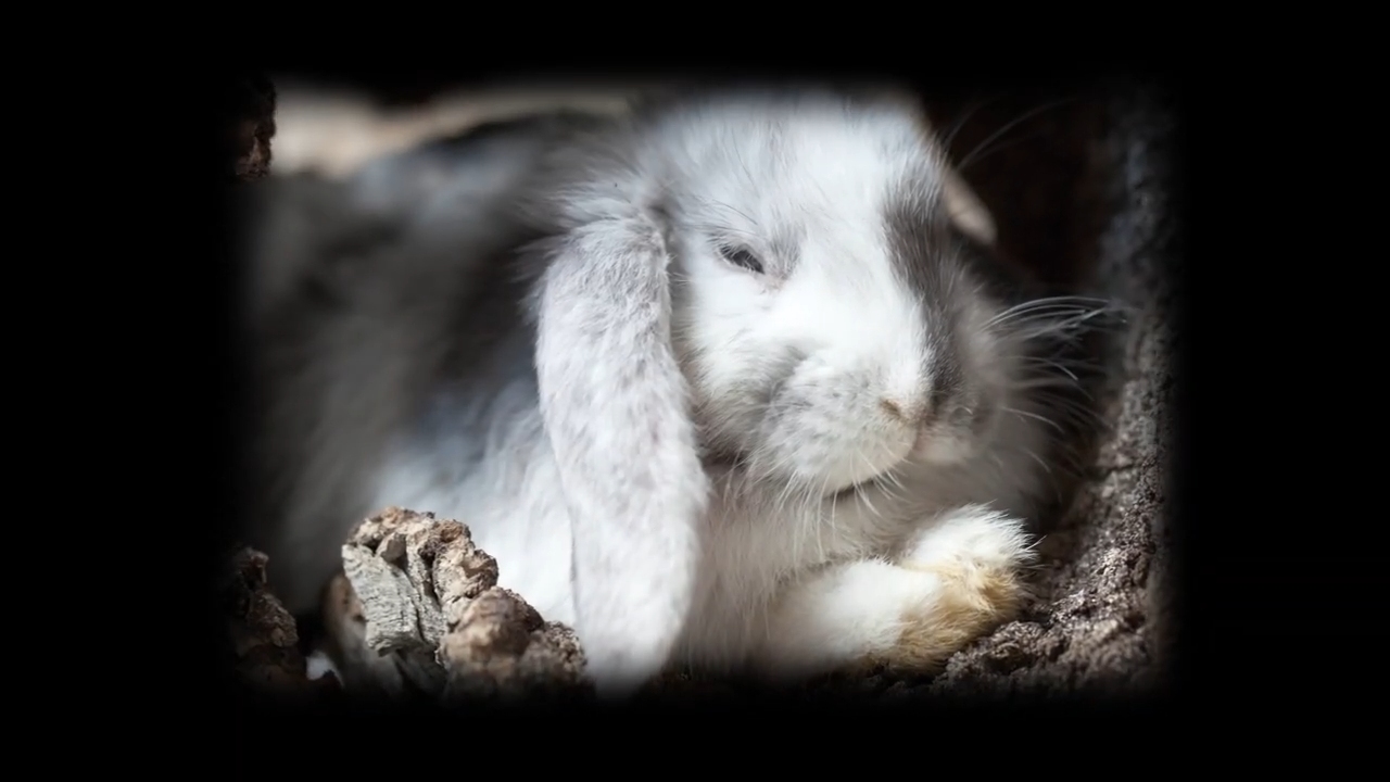 Watch what happens when rabbits overrun an ecosystem with explosive ...