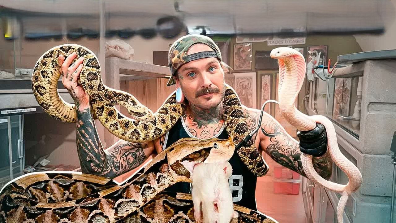 Feeding The Most Venomous Snakes Photo Inspiration