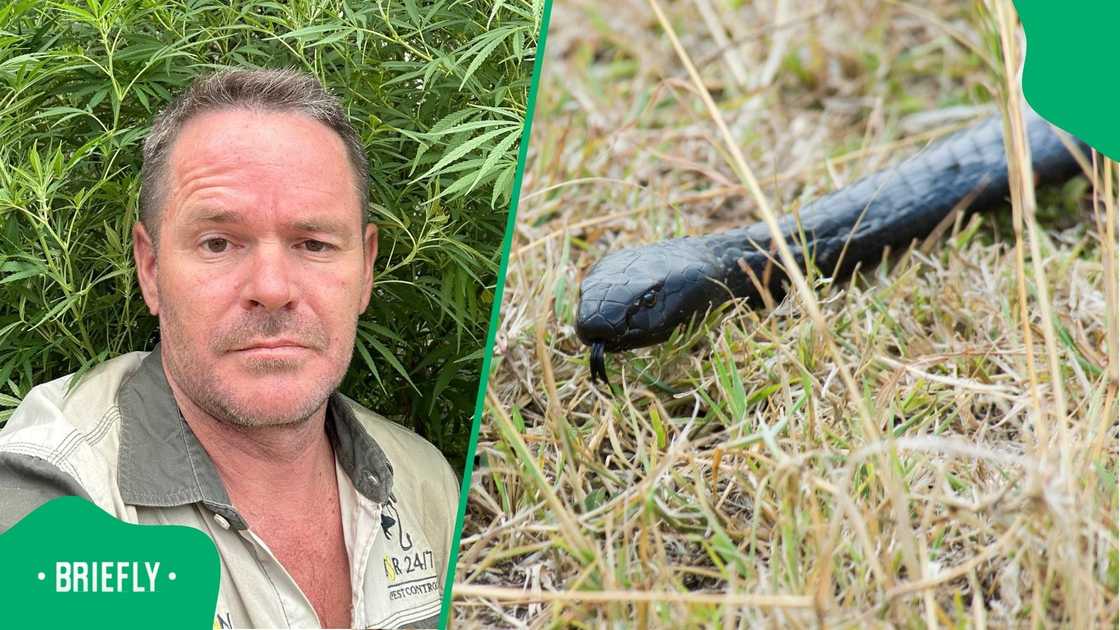 Imagine the pain: Snake expert recounts black spitting cobra spitting ...