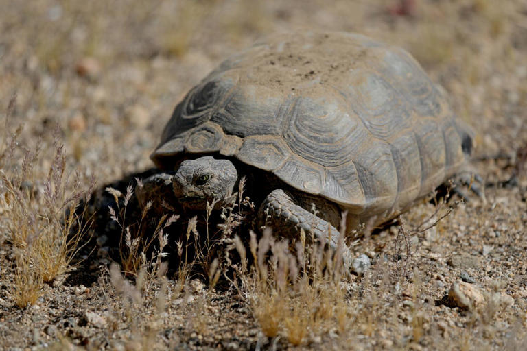 Next to Joshua Tree National Park, a mining company is staking its ...