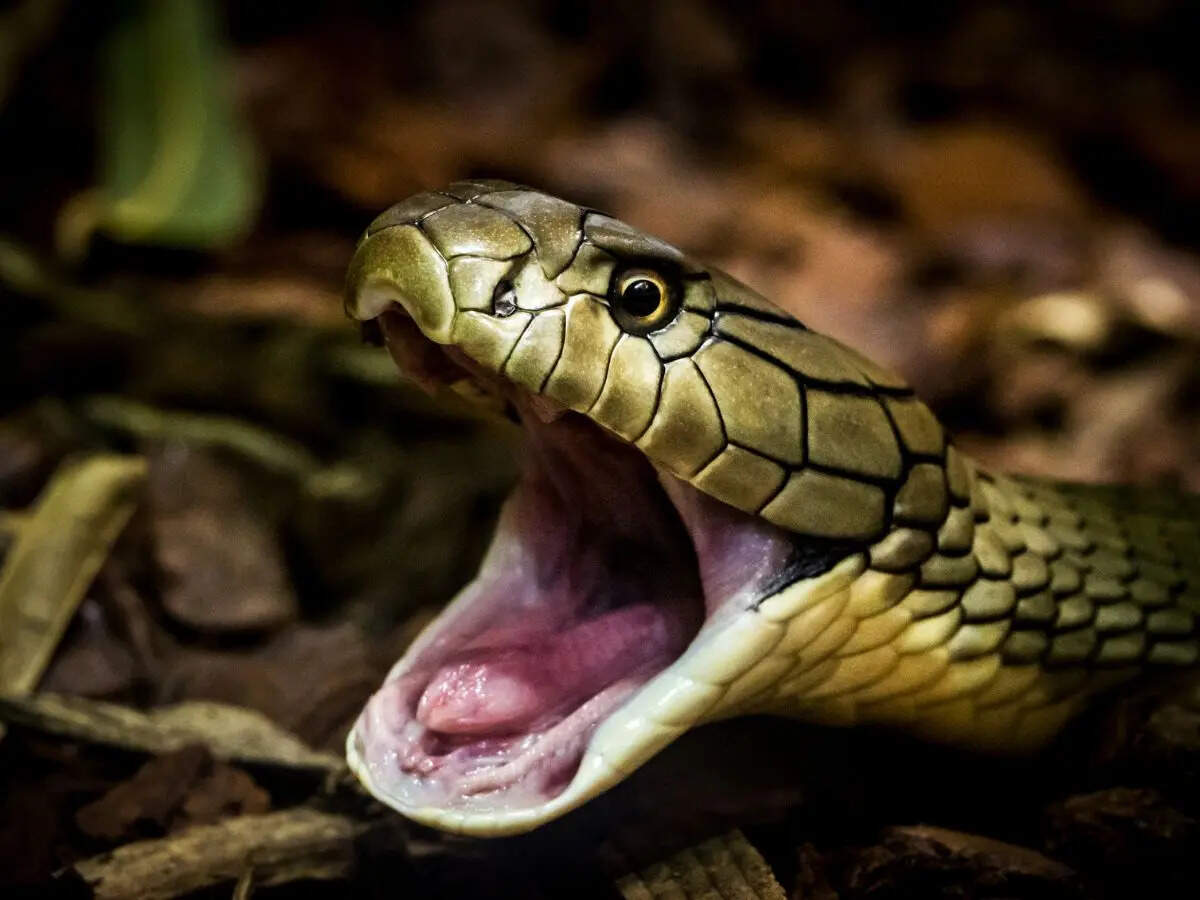 6 reasons a headless snake can still bite and move