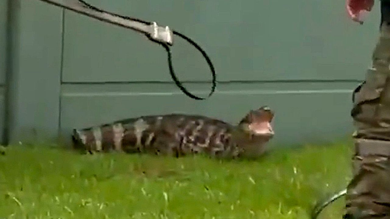 Brazilian military police wrangle alligator crawling through ...