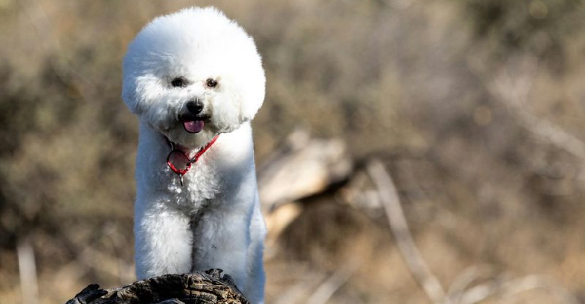 View of Before you pick a breed for personality alone, these are 14 dogs whose ...