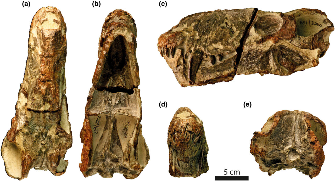 Ancient predator species discovered in South Africa challenges what we ...