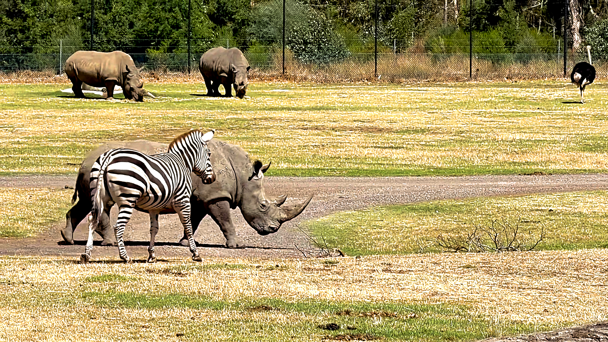 Watch what happens when a zebra meets a rhino