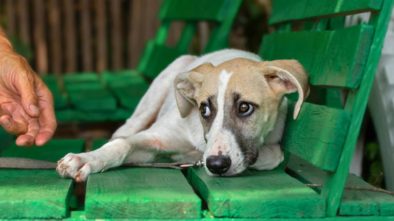 The dog habits that seem random but usually mean something important