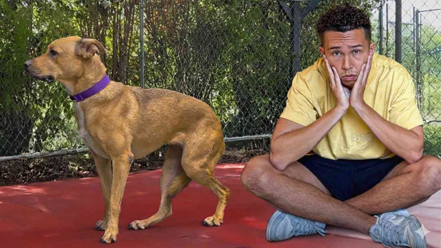 What made people walk away from this rescue dog