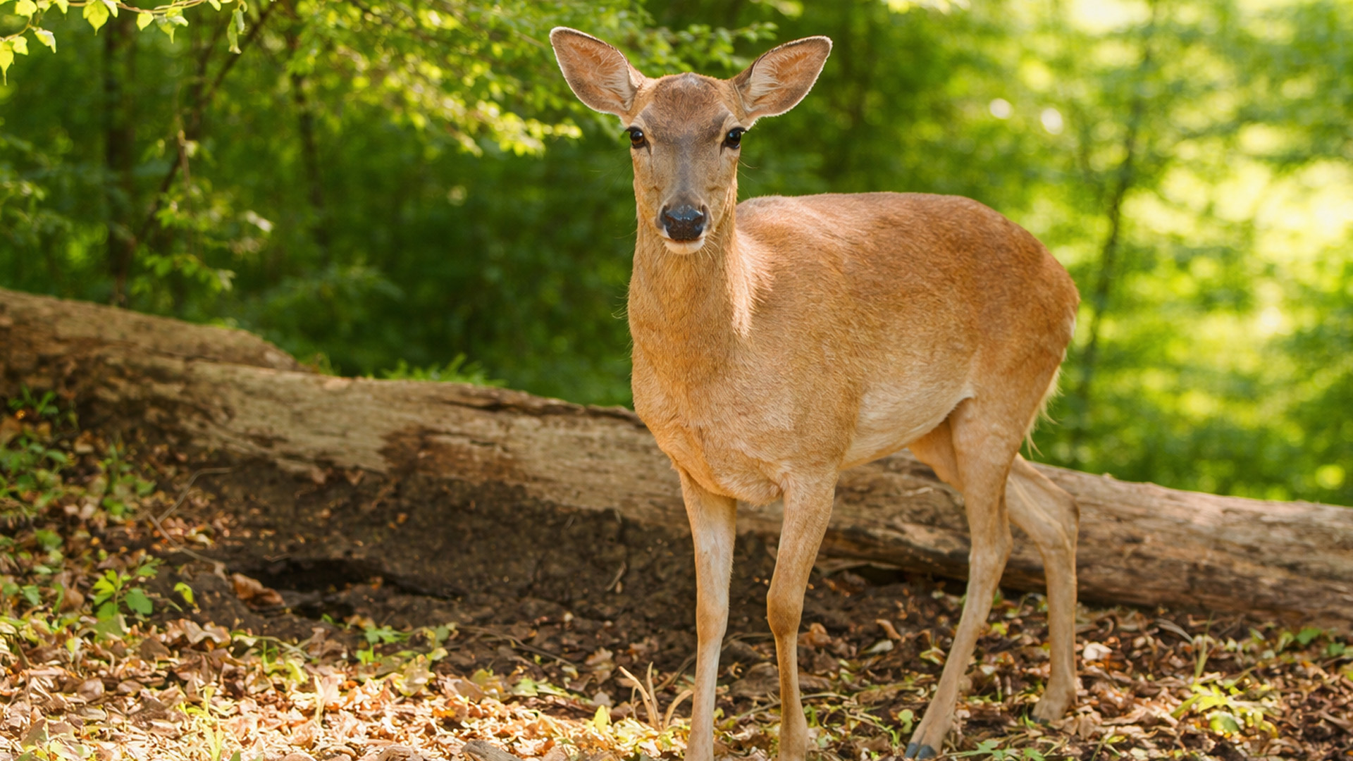 This deer walked right into frame of a hidden forest camera