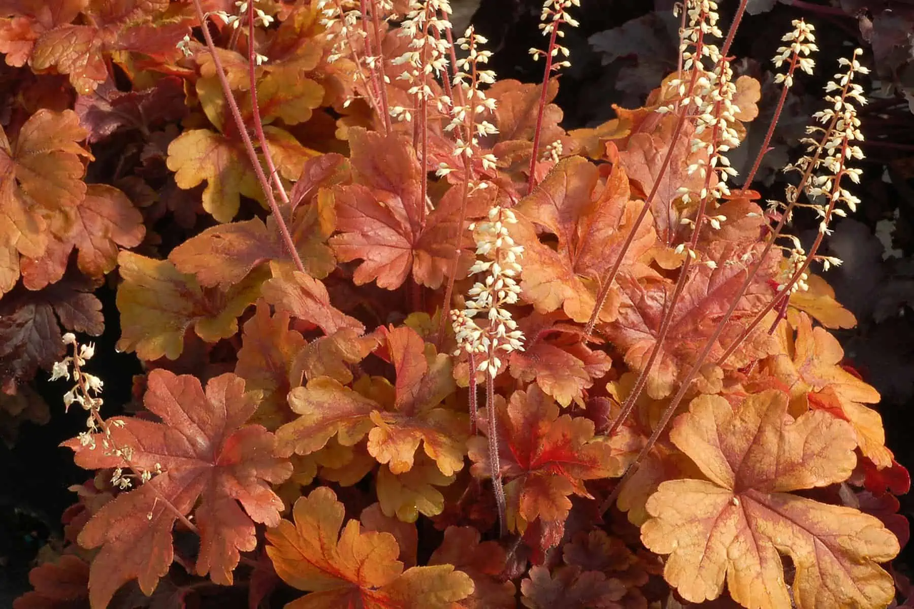 'Buttered Rum' Heucherella