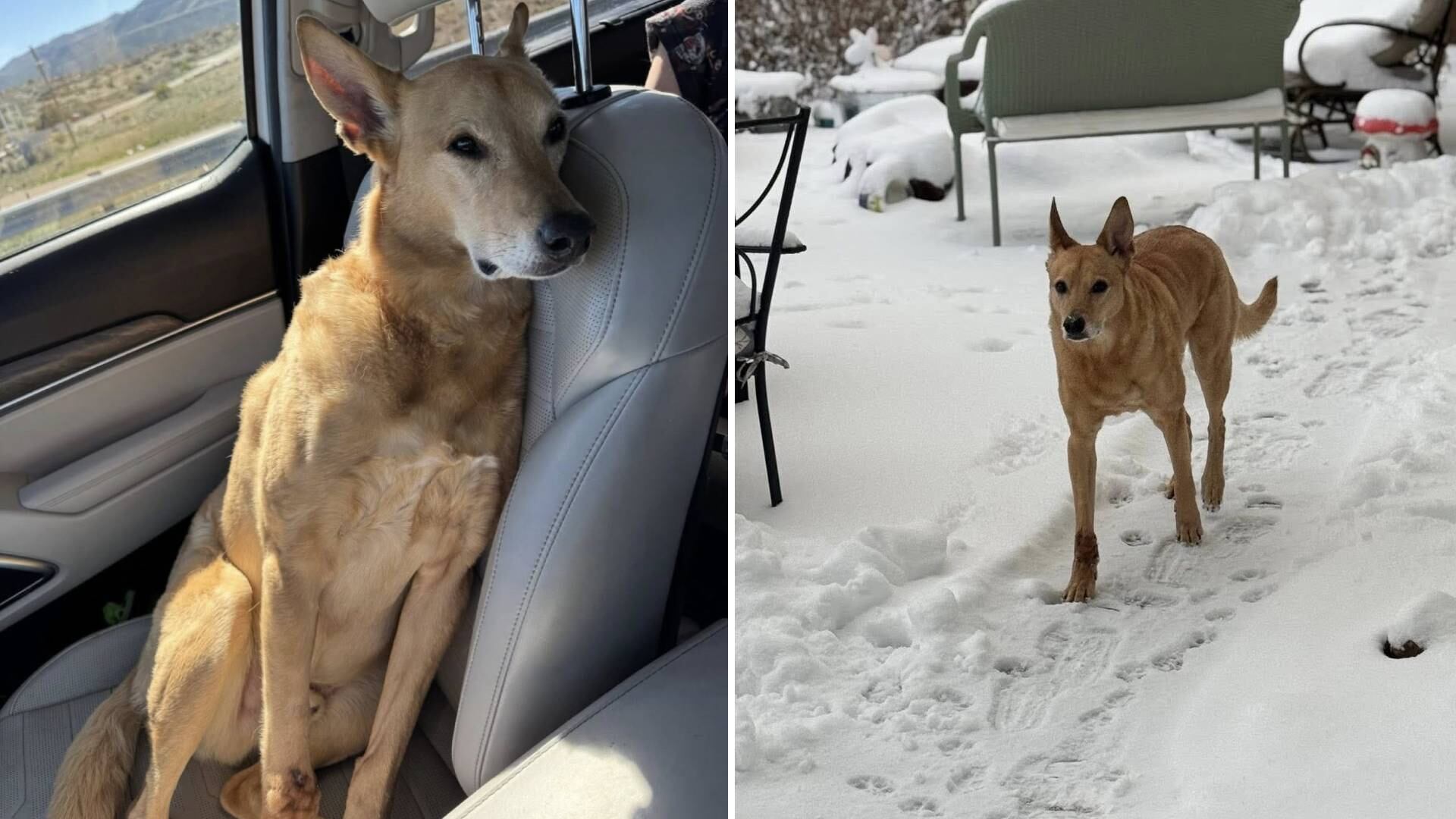 Dog found safe after running from crash near I-17 in Yavapai County