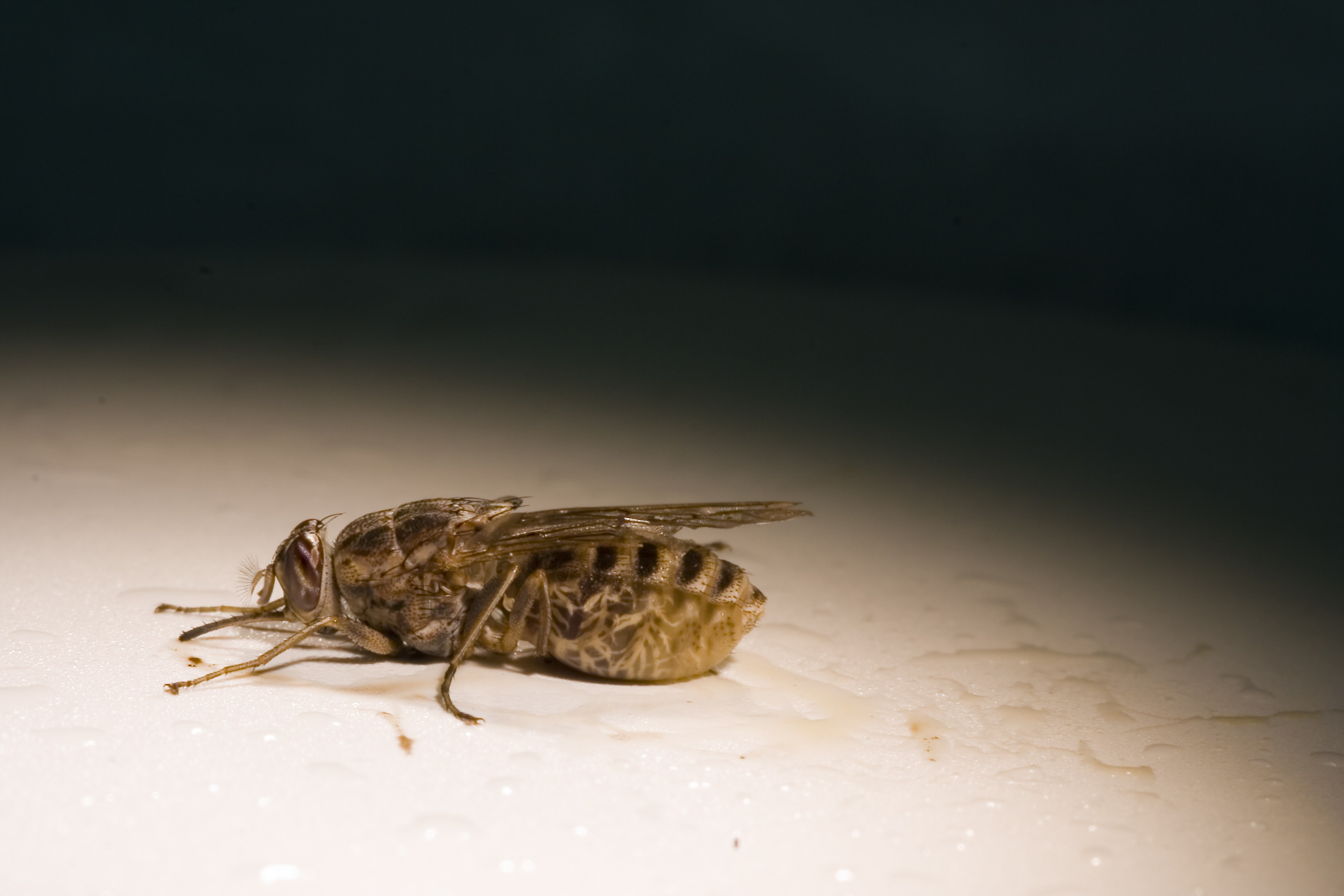 Scientists solve 40-year-old biological mystery behind sleeping sickness