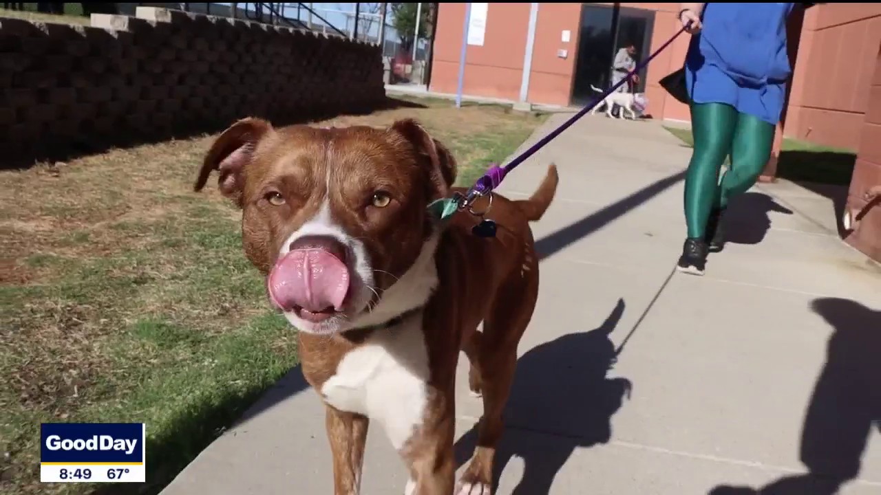 Dog of the day: Fonzie