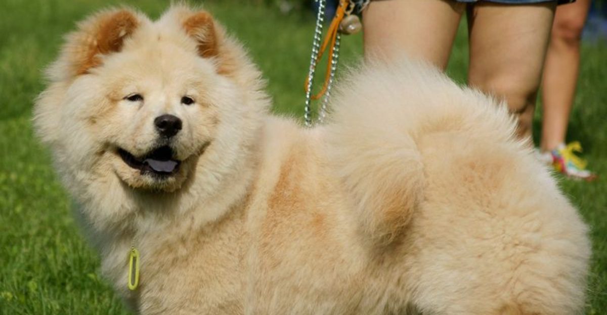 Assume a quiet dog is a comfortable dog? These are 12 breeds that often ...