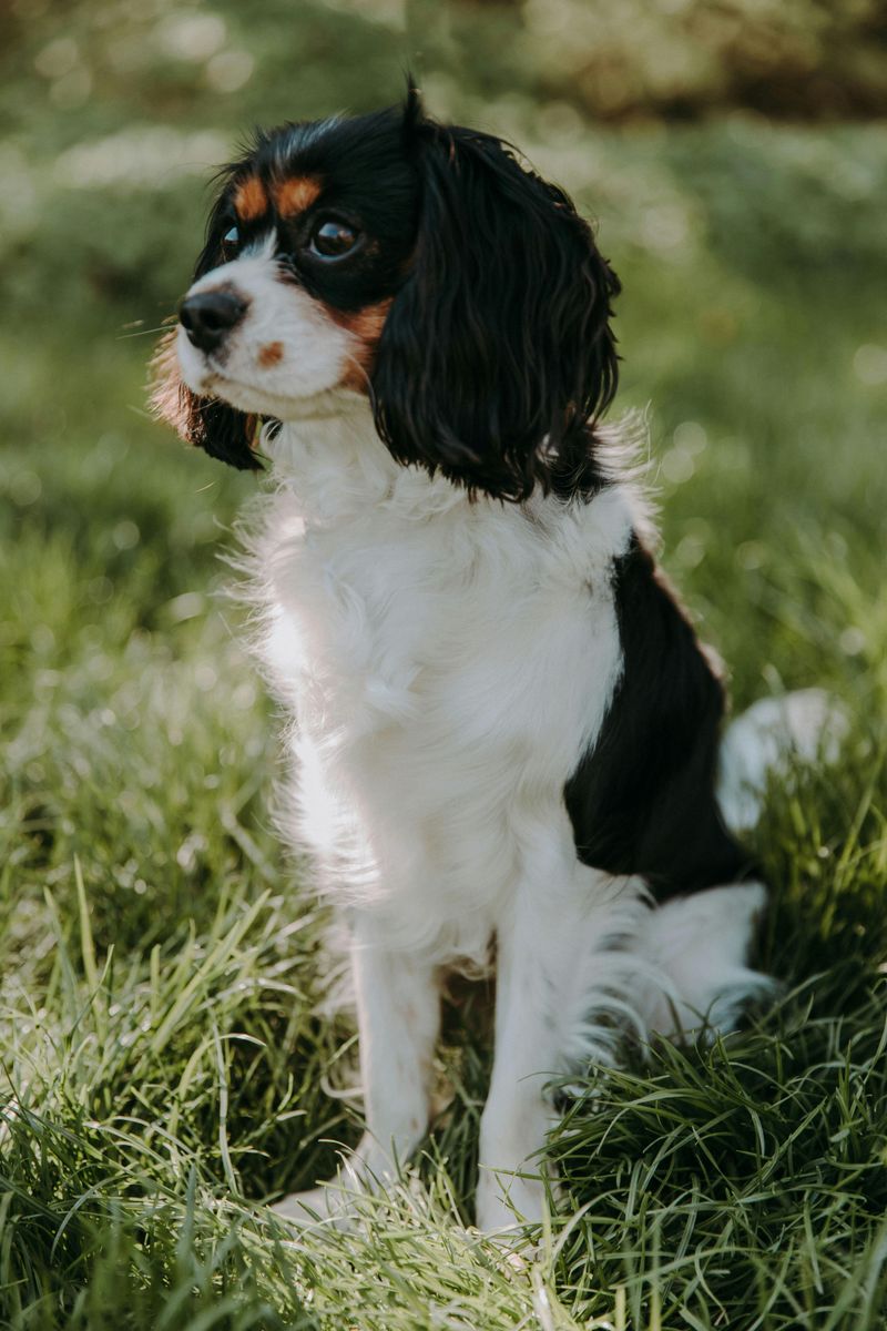 Before you pick a breed for personality alone, these are 14 dogs whose ...